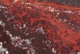 Polished Snakeskin Jasper Slab - Western Australia #221505-1